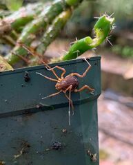 Erginulus subserialis