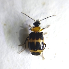 Lebiinae