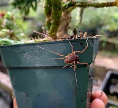 Erginulus subserialis