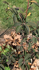 Viburnum prunifolium