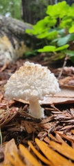 Cystolepiota