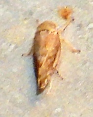 Acinopterus