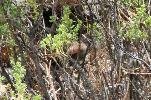 Canyon Canastero (Asthenes pudibunda), photo 5