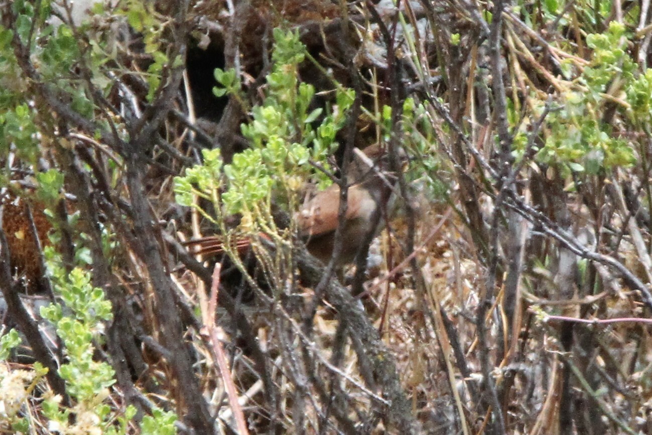 Canyon Canastero (Asthenes pudibunda), photo 3