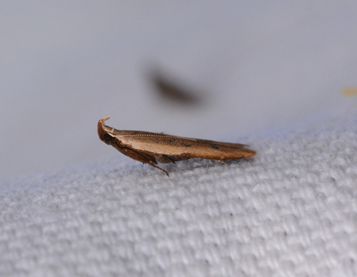 Soybean Webworm Moth photo 4