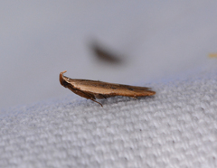 Mesophleps adustipennis