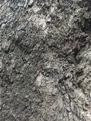 Syzygium floribundum