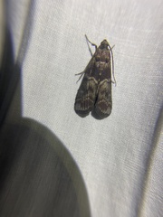 Euzophera ostricolorella