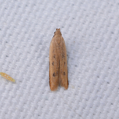 Mesophleps adustipennis