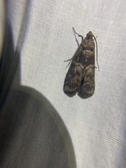 Euzophera ostricolorella