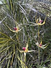 Caladenia leptochila