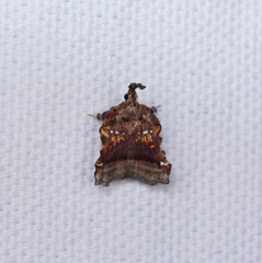 Clydonopteron sacculana
