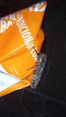 Chrysobothris basalis