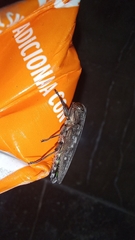 Chrysobothris basalis