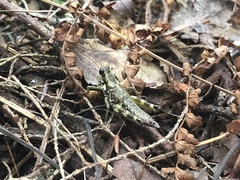 Booneacris glacialis