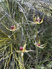 Caladenia leptochila