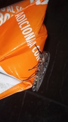 Chrysobothris basalis