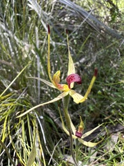 Caladenia leptochila