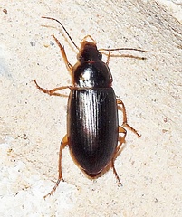 Notiobia terminata