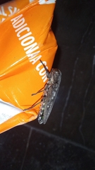 Chrysobothris basalis