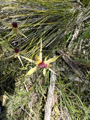 Caladenia leptochila