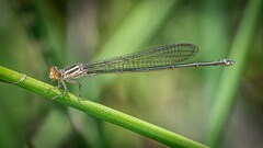 Pseudagrion ignifer