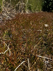 Juncus repens