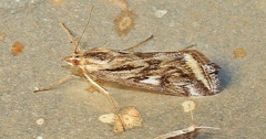Loxostege cereralis