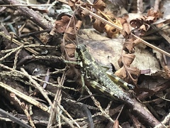 Booneacris glacialis