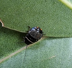Ellipsidion australe