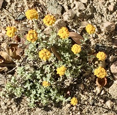 Eriophyllum confertiflorum