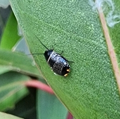Ellipsidion australe