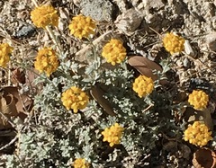 Eriophyllum confertiflorum