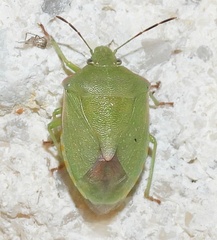 Thyanta custator accerra