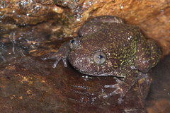 Wayanad Night Frog photo 2