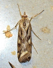 Loxostege cereralis