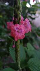 Stachytarpheta mutabilis