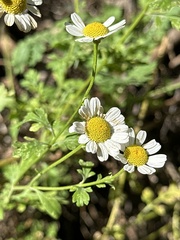 Tanacetum parthenium