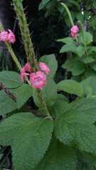 Stachytarpheta mutabilis