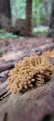 Arcyria obvelata