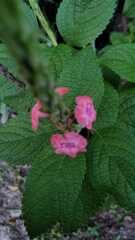 Stachytarpheta mutabilis