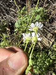 Tanacetum parthenium