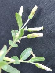 Brickellia cylindracea