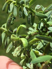 Neophyllaphis totarae