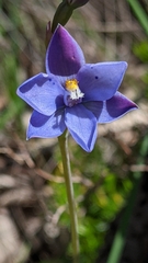 Thelymitra ixioides