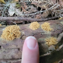 Arcyria obvelata