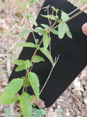 Brickellia cylindracea