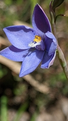 Thelymitra ixioides