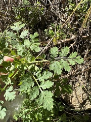 Tanacetum parthenium