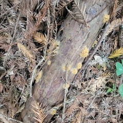 Arcyria obvelata